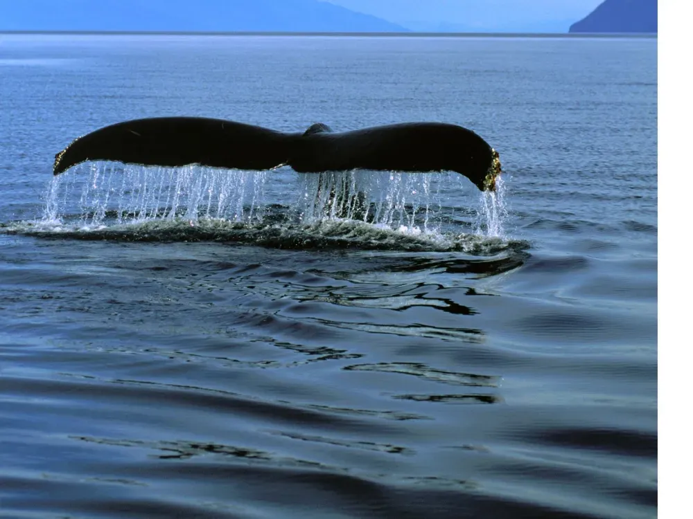 6 Hour Kenai Fjords National Park Cruise - 3
