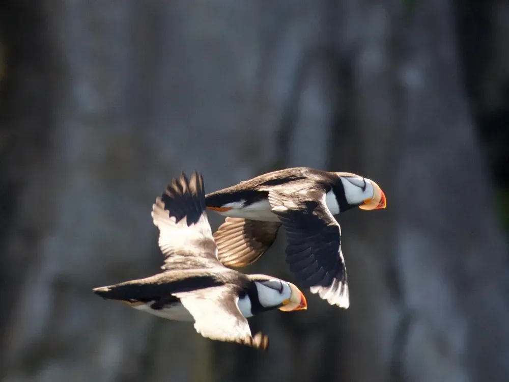 6 Hour Kenai Fjords National Park Cruise - 5