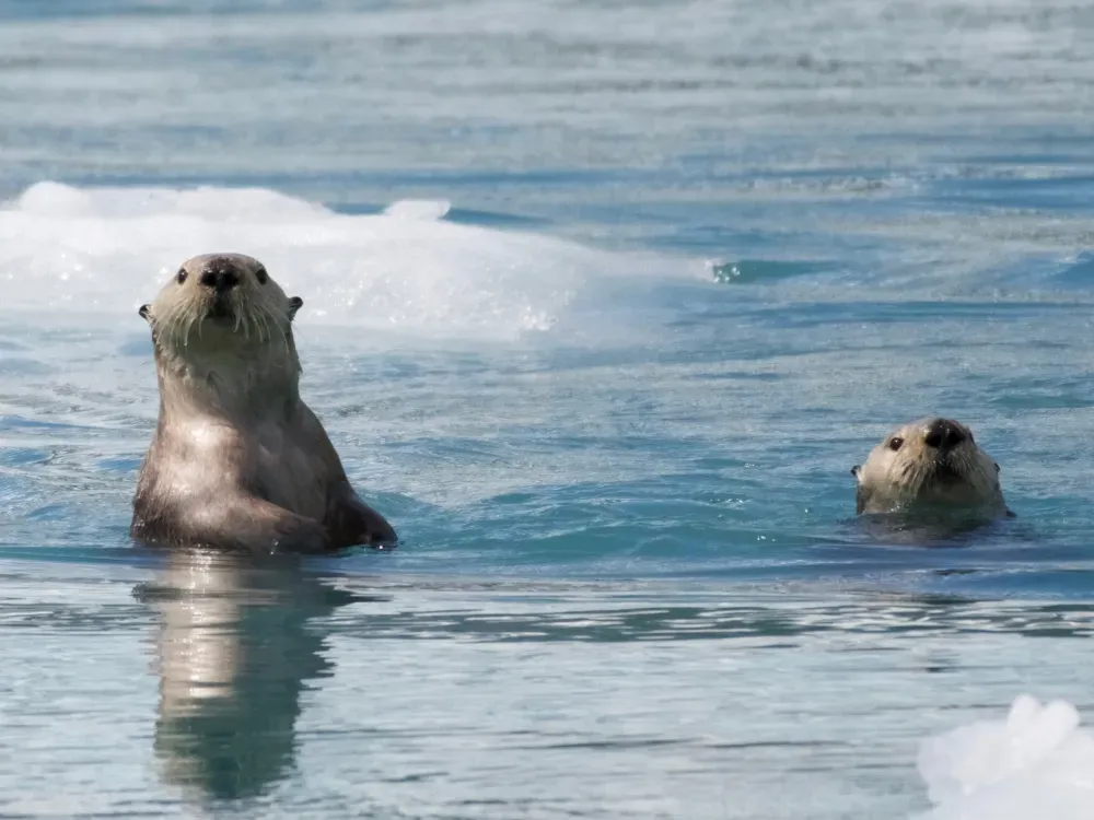 6 Hour Kenai Fjords National Park Cruise - 4