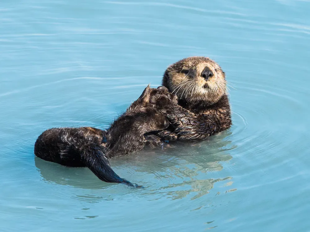 4 Hour Kenai Fjords Wildlife Cruise - 5