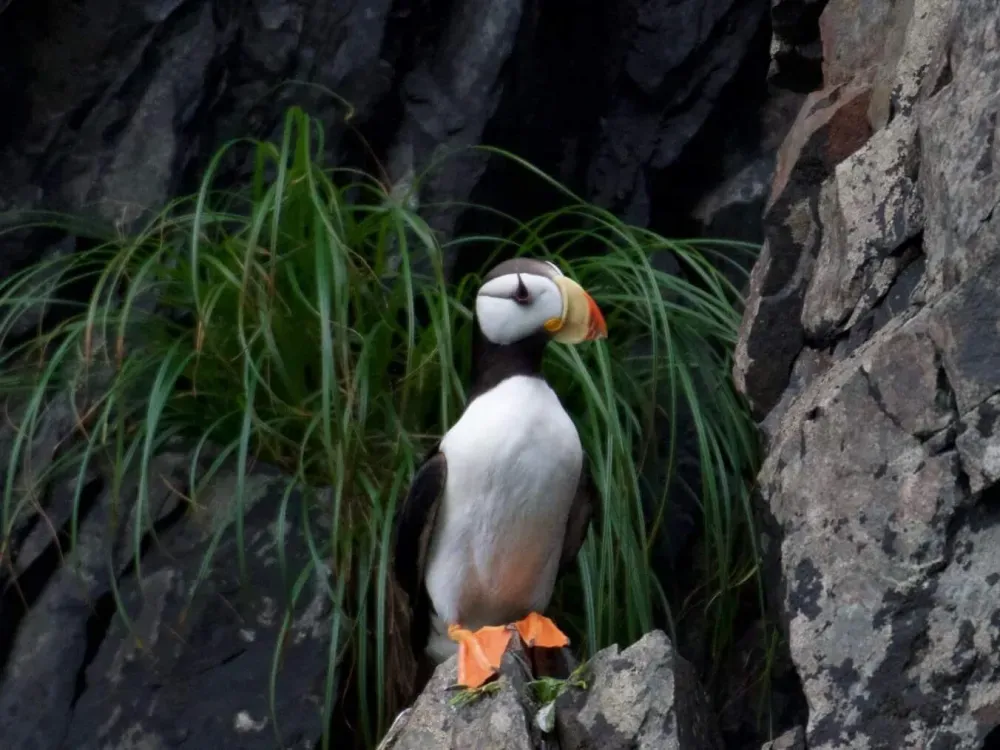 4 Hour Kenai Fjords Wildlife Cruise - 4