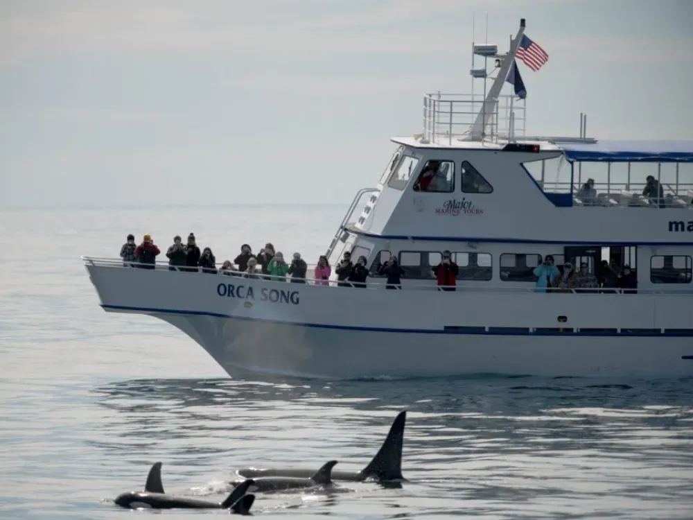 4 Hour Kenai Fjords Wildlife Cruise - 1