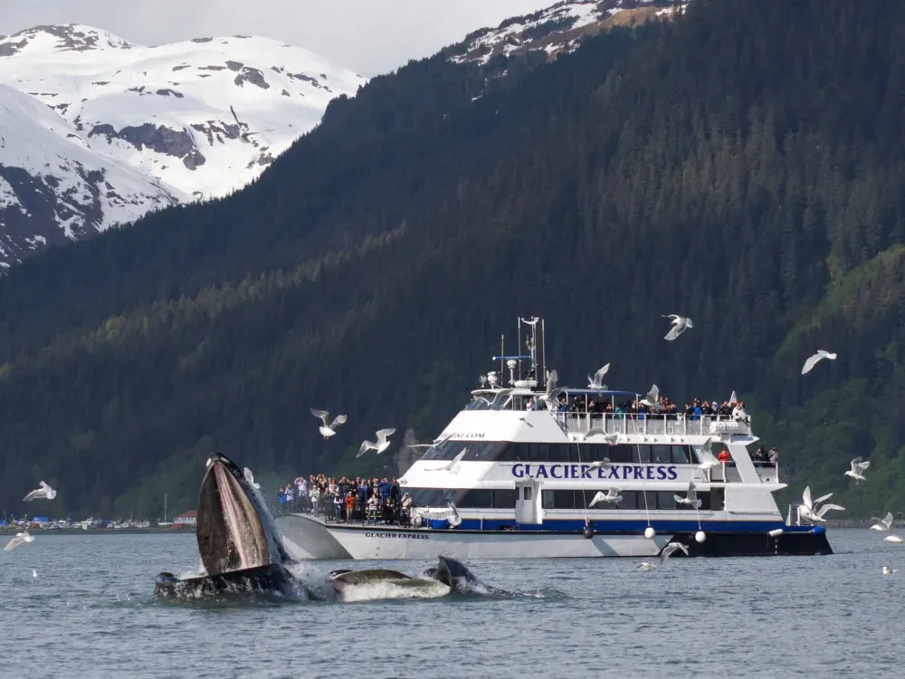4 Hour Kenai Fjords Wildlife Cruise - 2