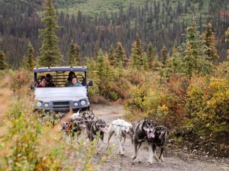 Morning Old Susitna Lodge Summer Mushing Experience