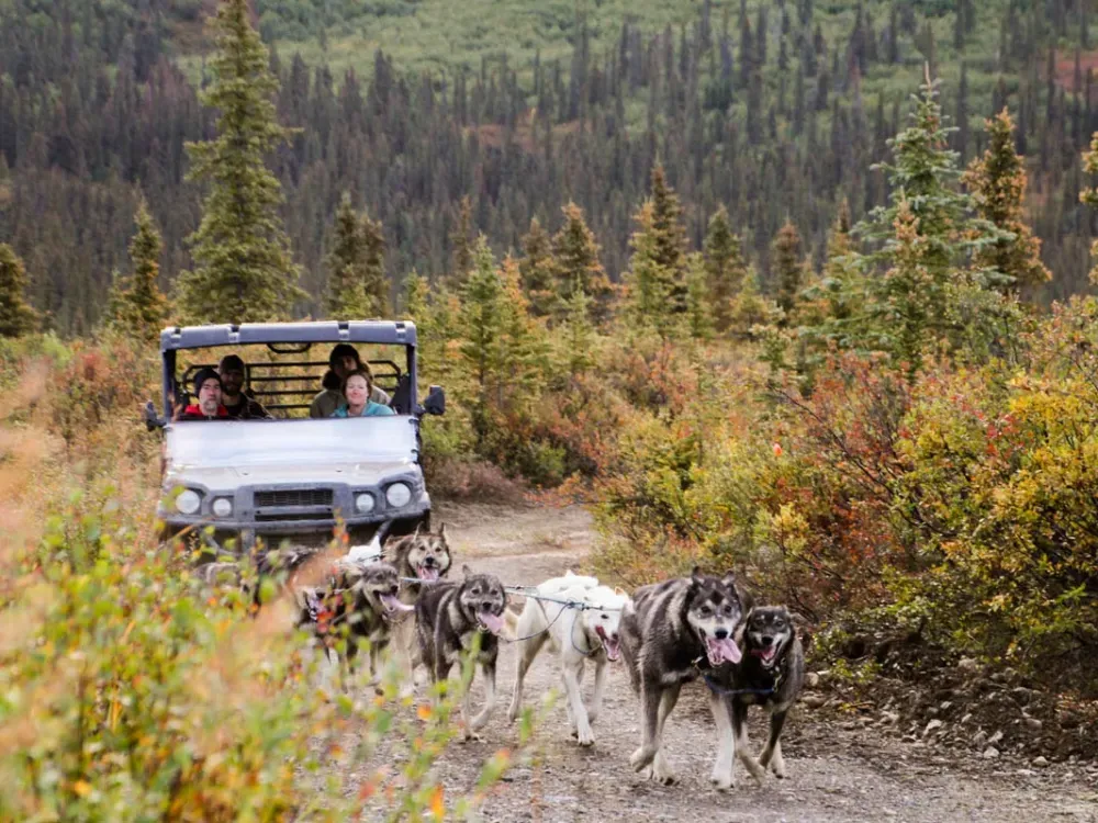 Morning Cantwell Summer Mushing Experience - 2