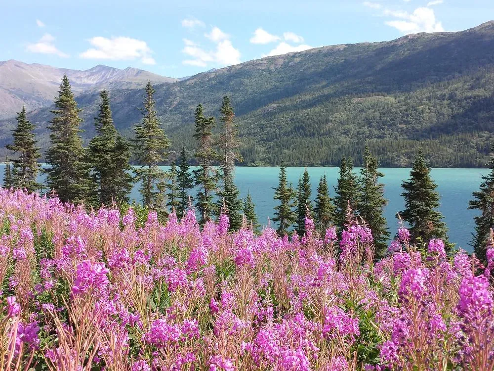 Yukon Discovery Tour - 2