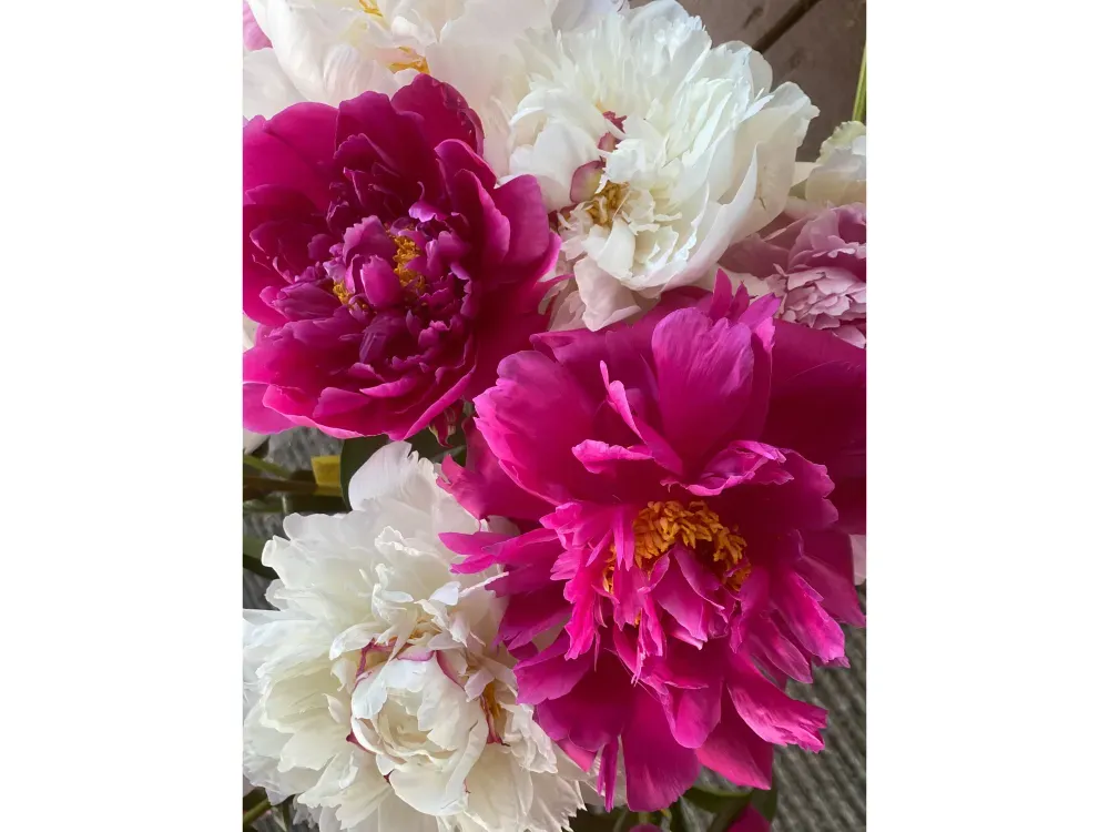 For anniversary, wedding, birthday and holiday, Solid Red and White with red fleck Peony flowers! - 1