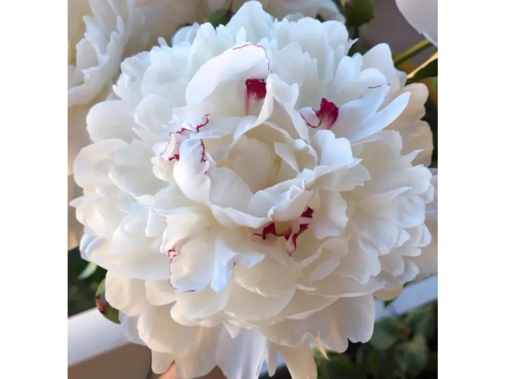 For anniversary, wedding, birthday and holiday, Solid Red and White with red fleck Peony flowers! - 4