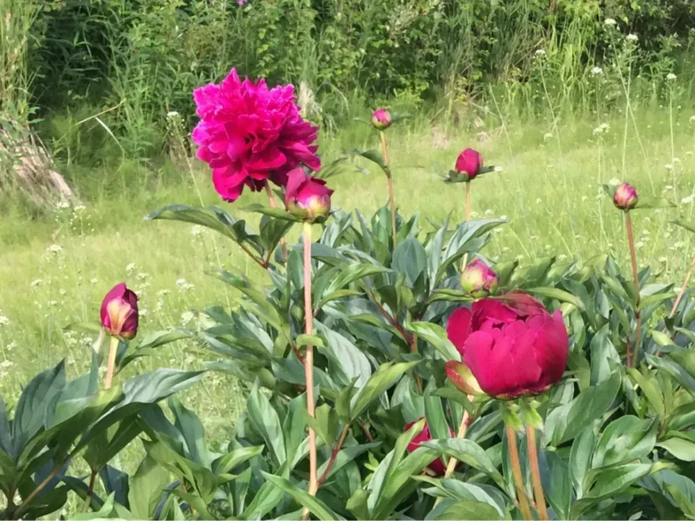 For anniversary, wedding, birthday and holiday, Solid Red and White with red fleck Peony flowers! - 2