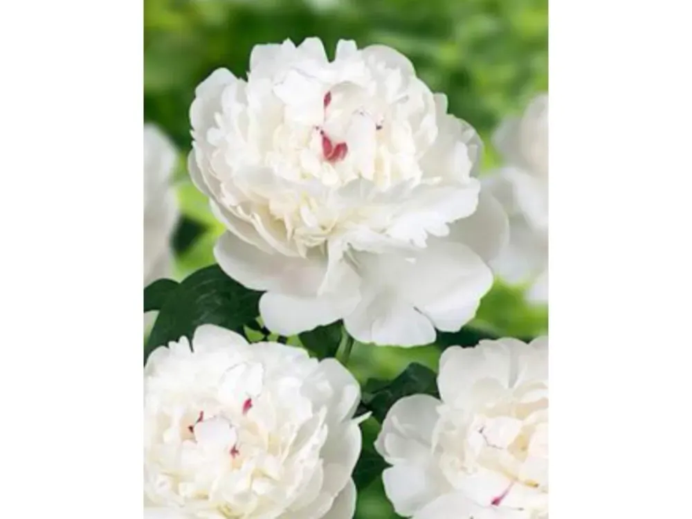 For anniversary, wedding, birthday and holiday, Solid Red and White with red fleck Peony flowers! - 3