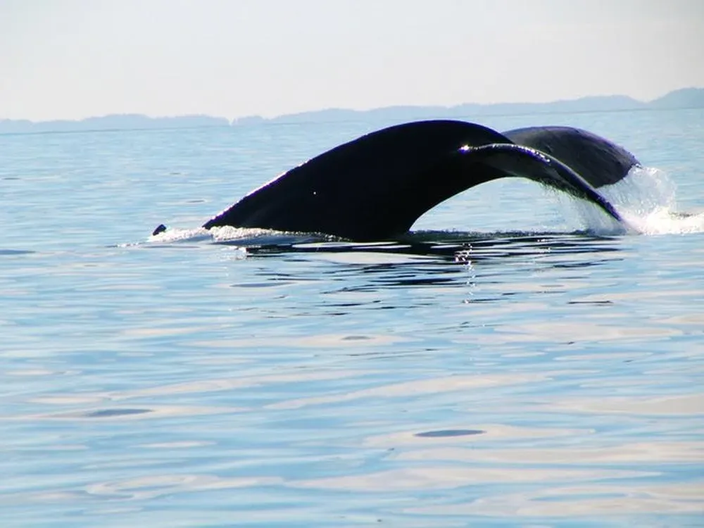 Sitka Sightseeing Tour - 1