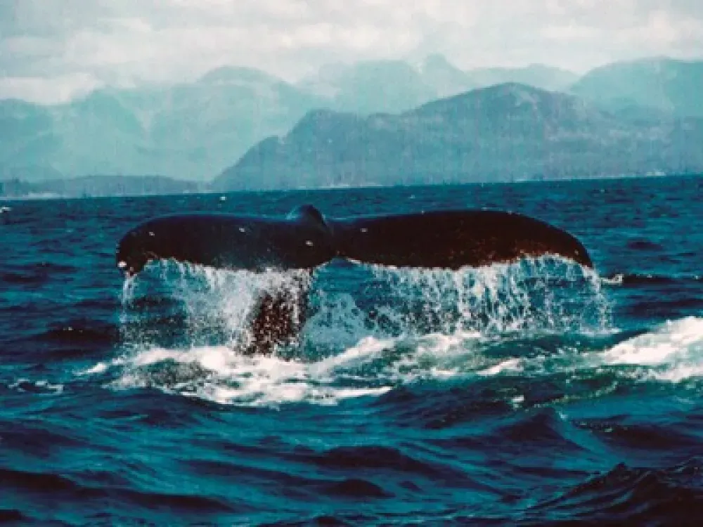 Sitka Sightseeing Tour - 5