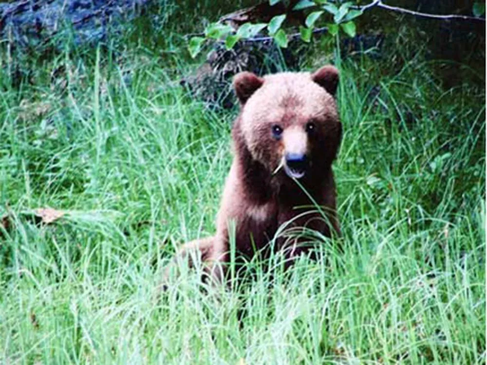 Sitka Sightseeing Tour - 2