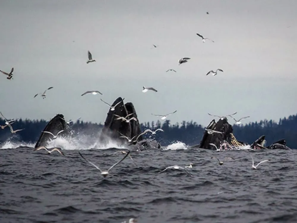 Sitka Sightseeing Tour - 3