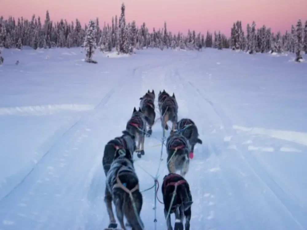 Helicopter Glacier Dog Sledding - 3