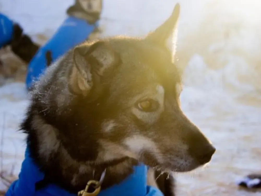 Helicopter Glacier Dog Sledding - 4