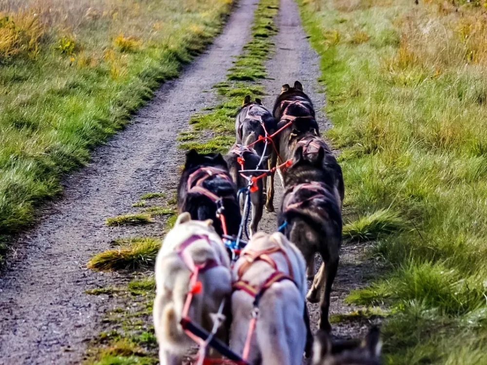 Turning Heads Kennel Tour & Dog Sled Ride - 3