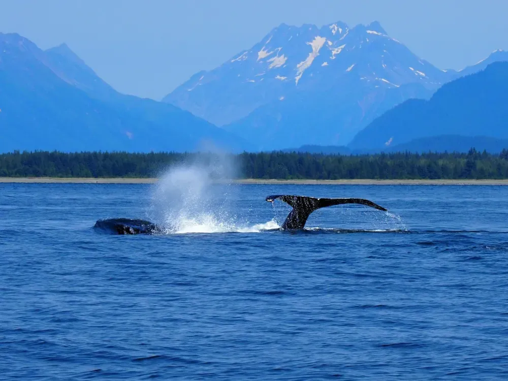 Guaranteed Whale Watching - 4