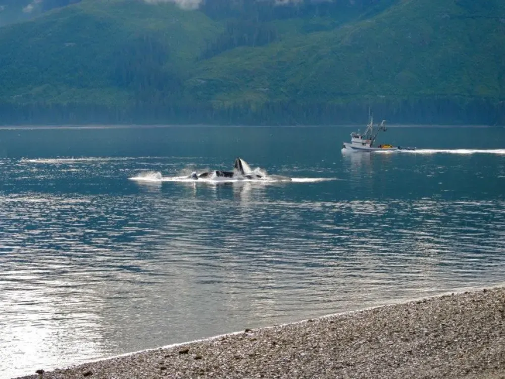Guaranteed Whale Watching - 5