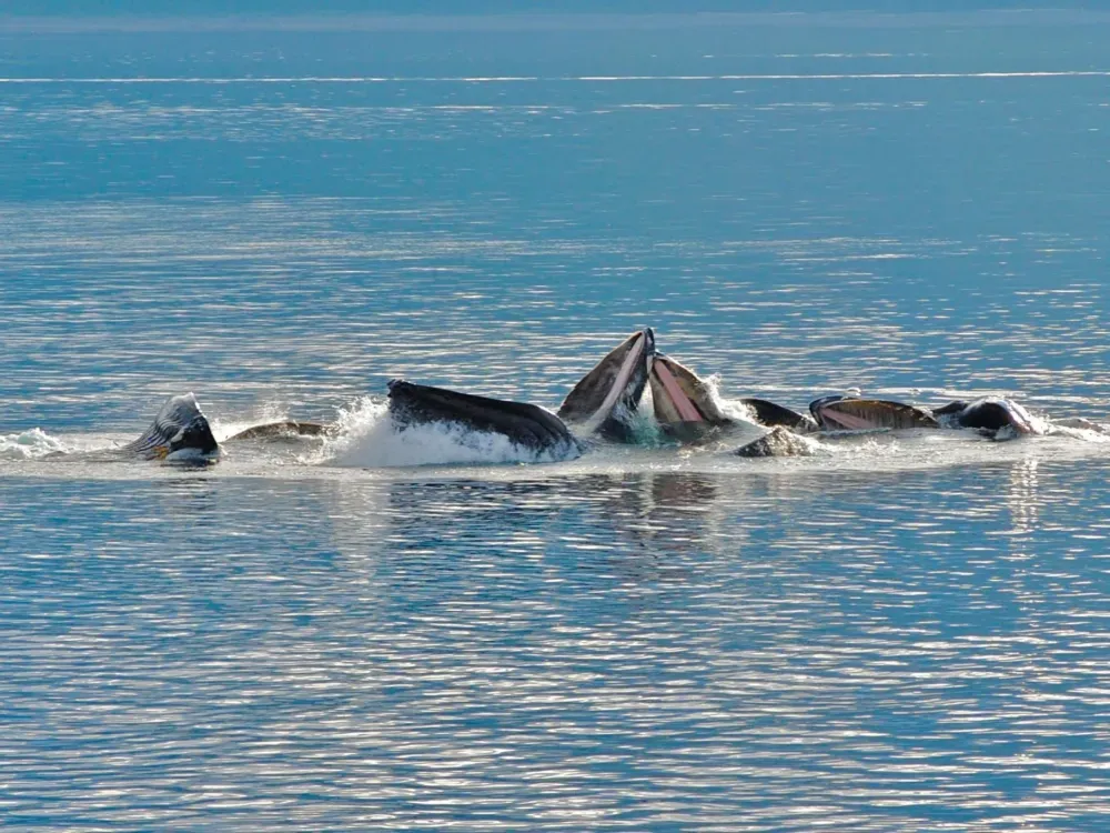 Guaranteed Whale Watching - 3