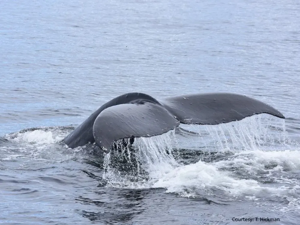 Guaranteed Whale Watching - 2