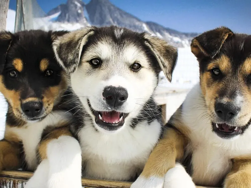 Dog Sledding Summer Camp - 3