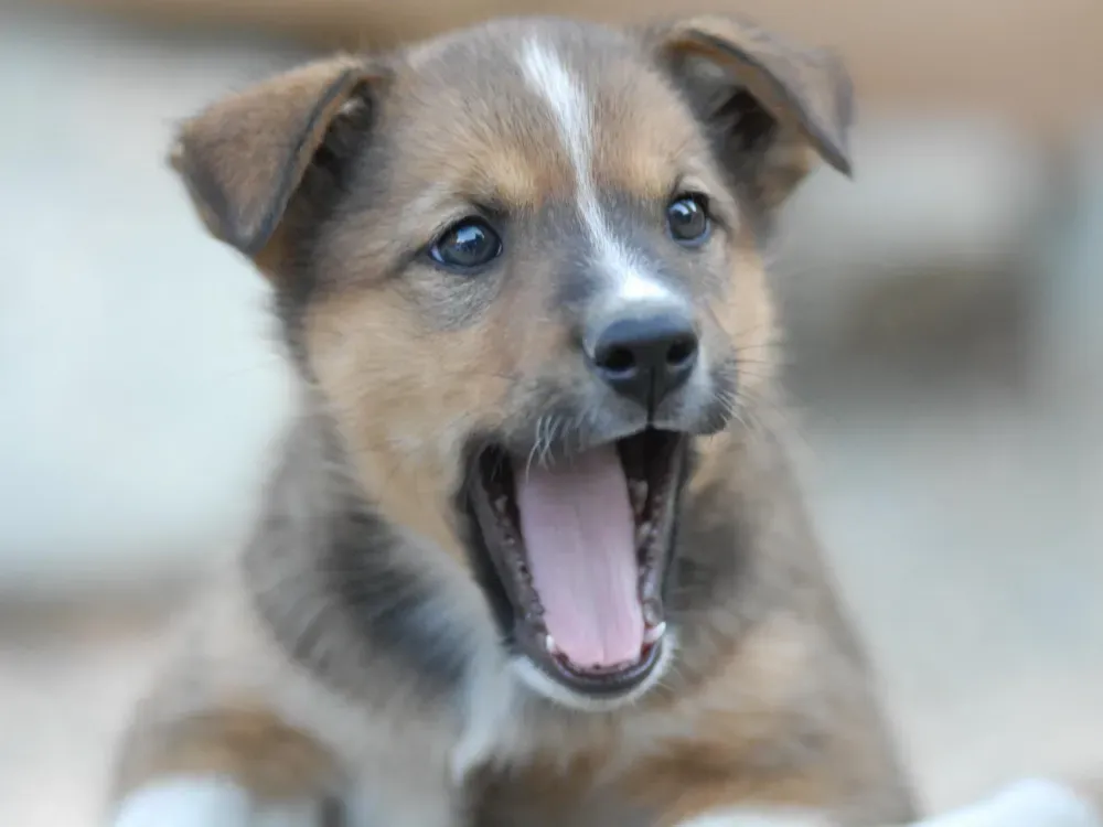 Dog Sledding Summer Camp - 5