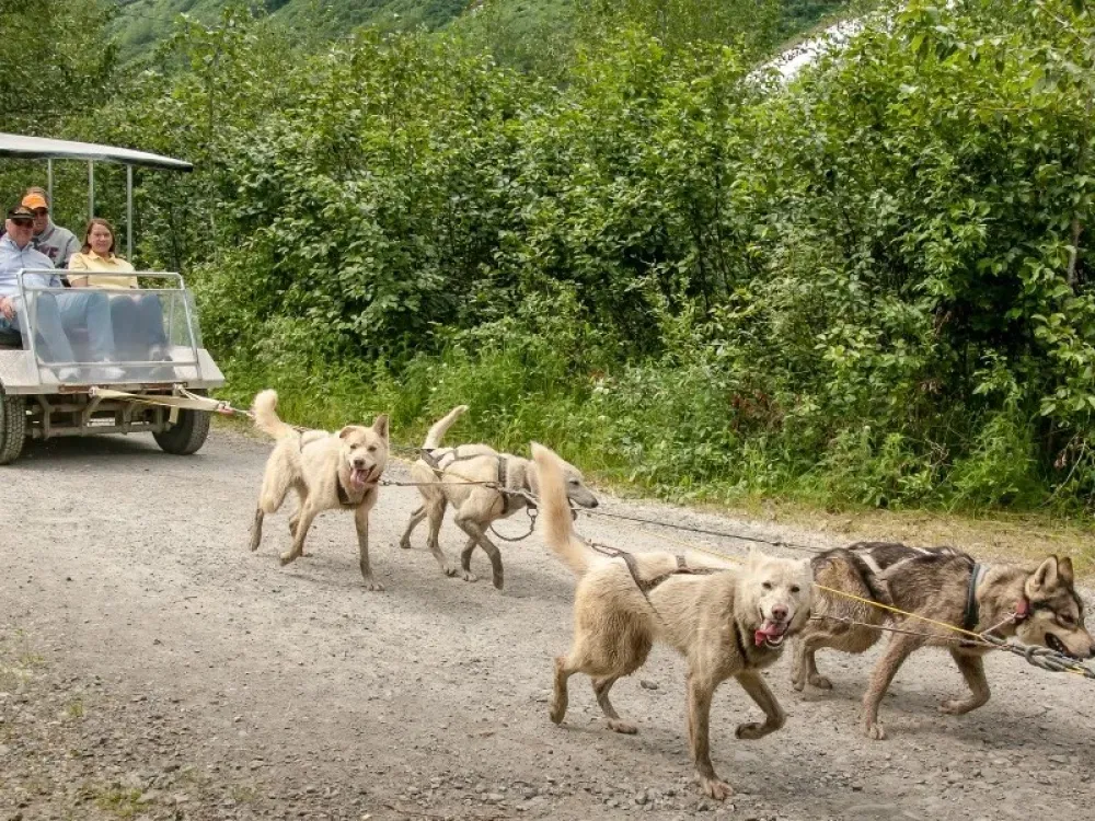 Dog Sledding Summer Camp - 2