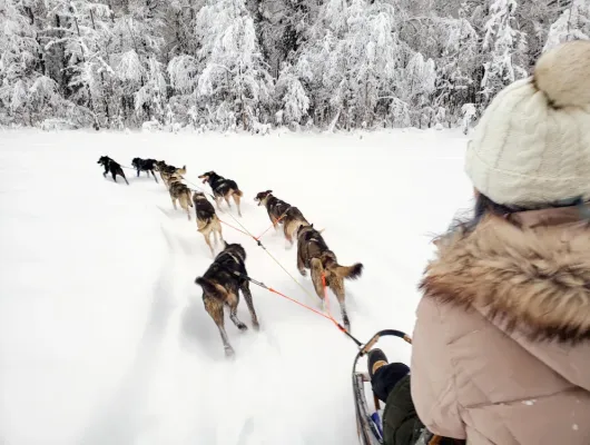 Winter Dog Sled Adventure Tour