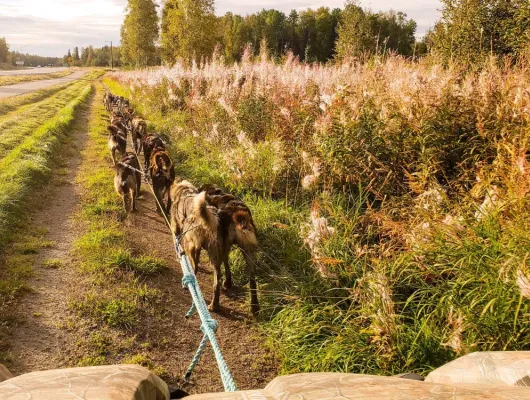 Summer Dog Sled Adventure Tour