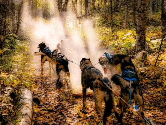 Fall Dog Sled Adventure Tour