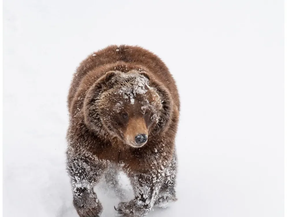 Winter Alaska Wildlife Tour - 5
