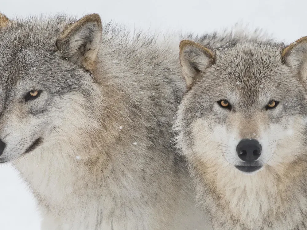 Winter Alaska Wildlife Tour - 2
