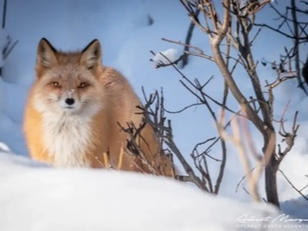 Winter Alaska Wildlife Tour - 3