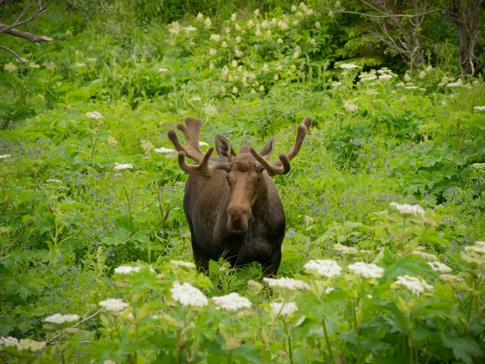 Glacier & Wildlife Discovery Tour - 5
