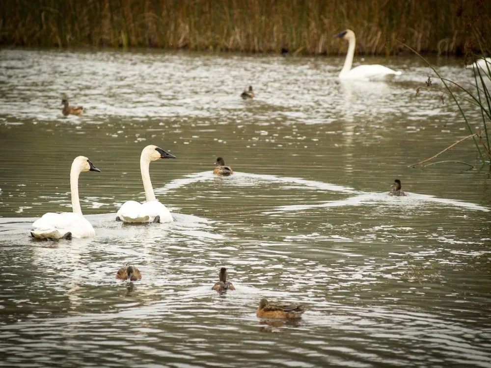 Alaska Wildlife Tour - 5