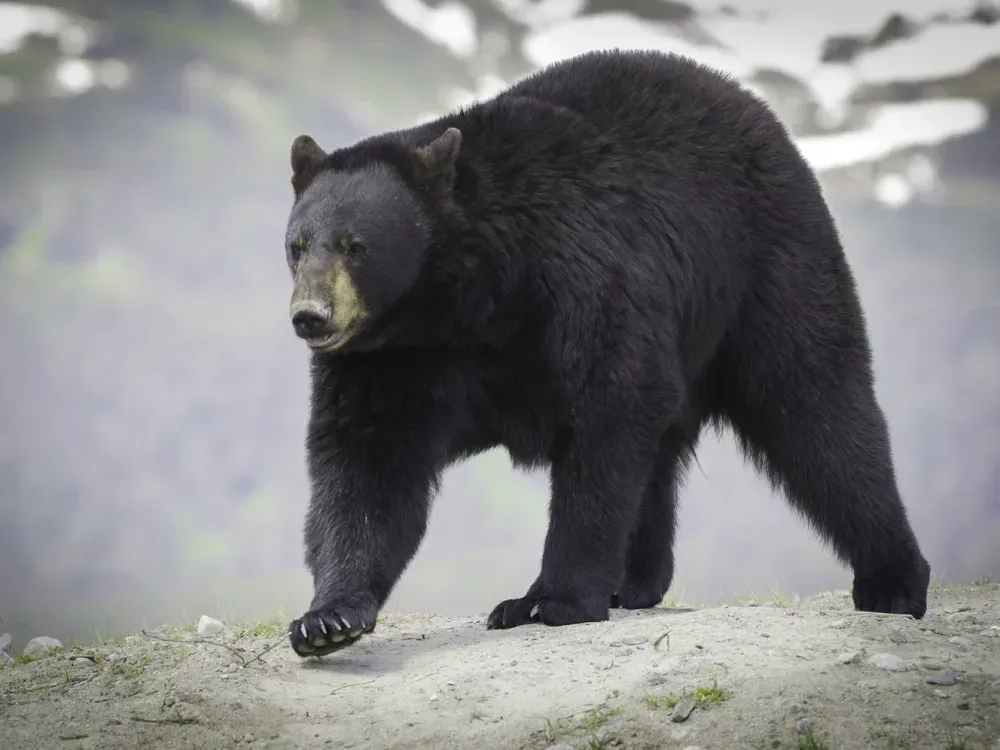 Alaska Wildlife Tour - 4