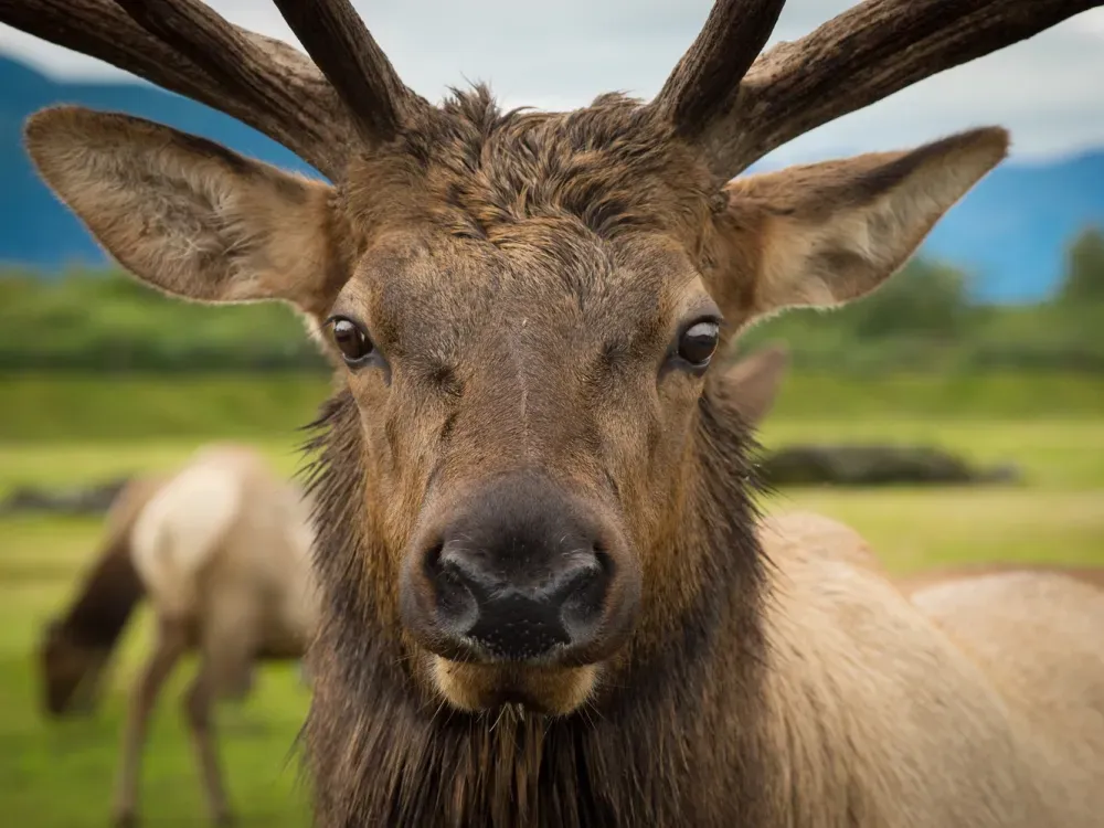 Alaska Wildlife Tour - 1