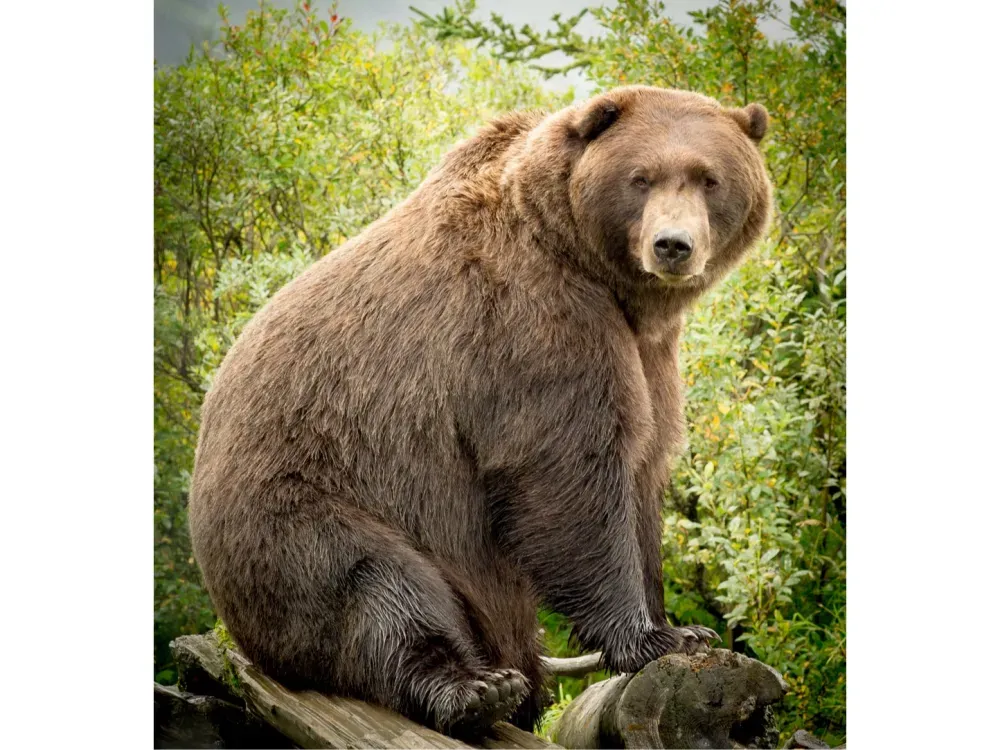 Alaska Wildlife Tour - 2
