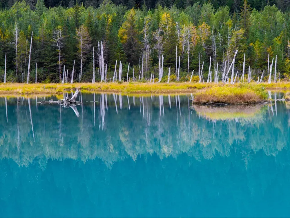 Alaska Wildlife Tour - 3