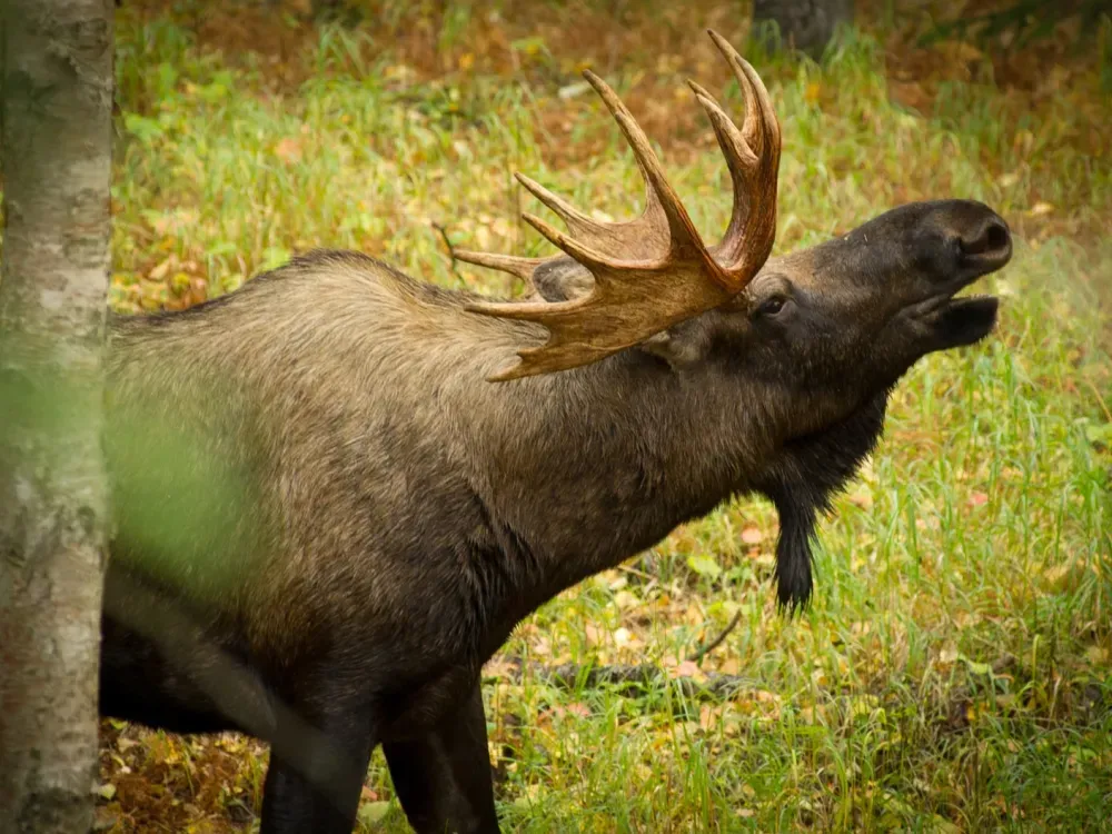 Turnagain Arm Tour - 1