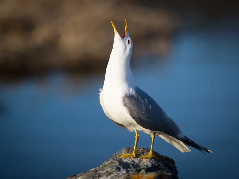 Turnagain Arm Tour - 5