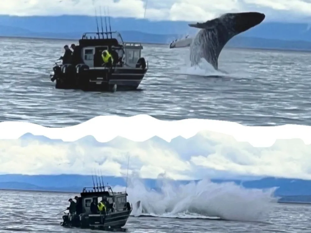 Whale Watching Cruise - 1