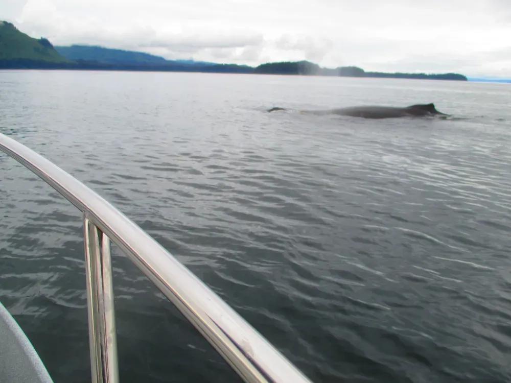 Whale Watching Cruise - 5