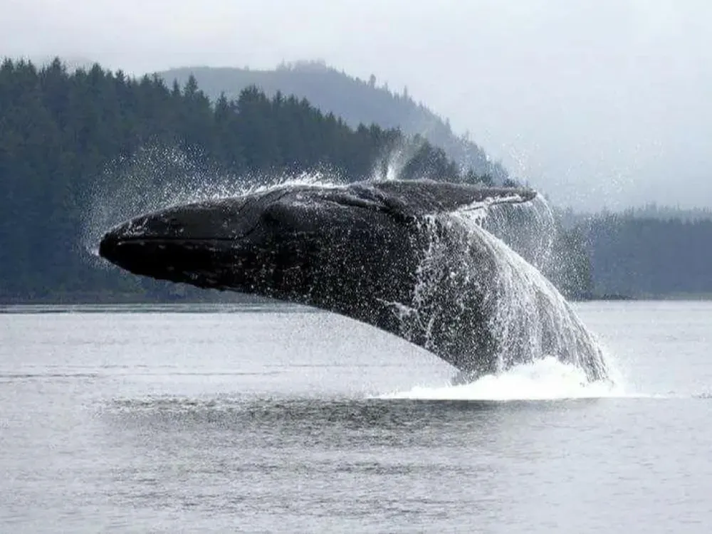 Whale Watching Cruise - 2