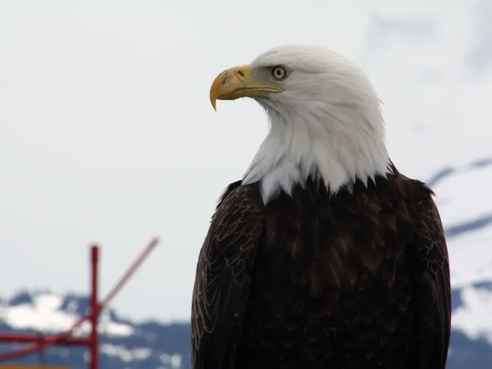 6.5 Hour Kenai Fjords National Park Wildlife & Glacier Tour - 3