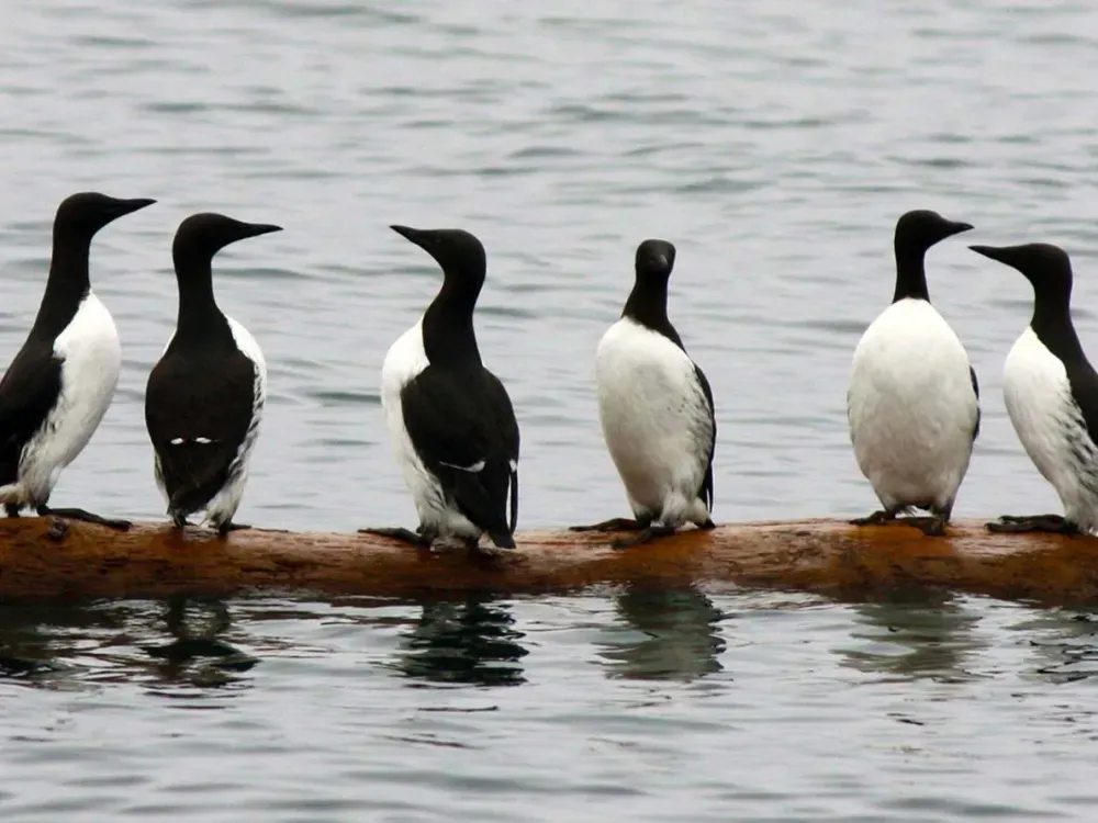 6.5 Hour Kenai Fjords National Park Wildlife & Glacier Tour - 2