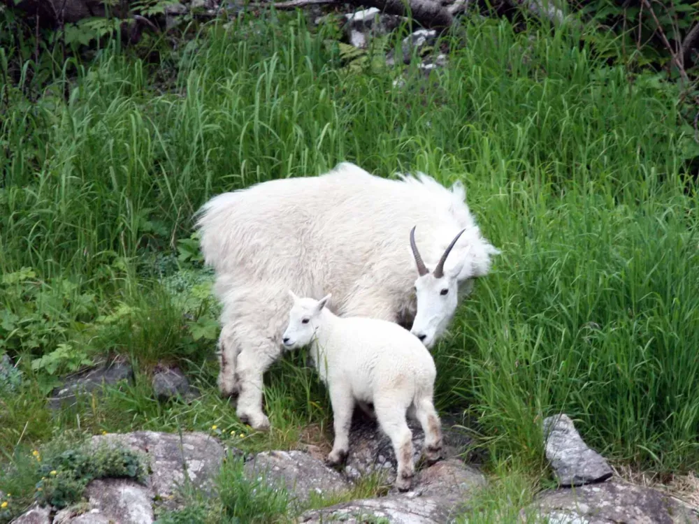 6.5 Hour Kenai Fjords National Park Wildlife & Glacier Tour - 5
