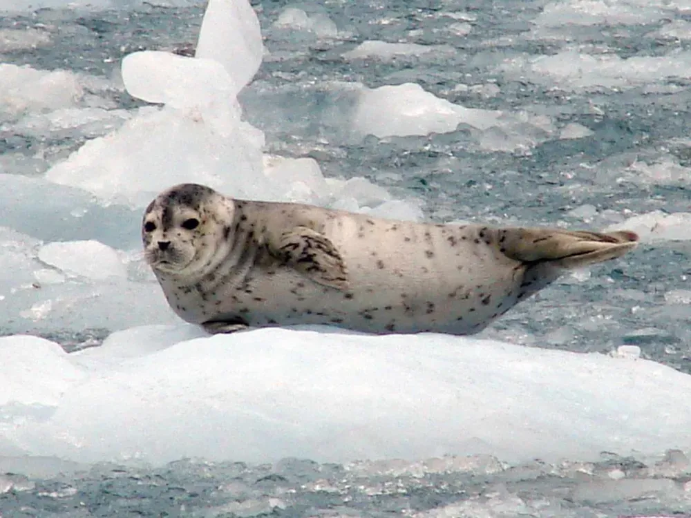 6.5 Hour Kenai Fjords National Park Wildlife & Glacier Tour - 4