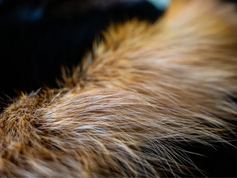 Sensory Fur Lap Blanket - 4